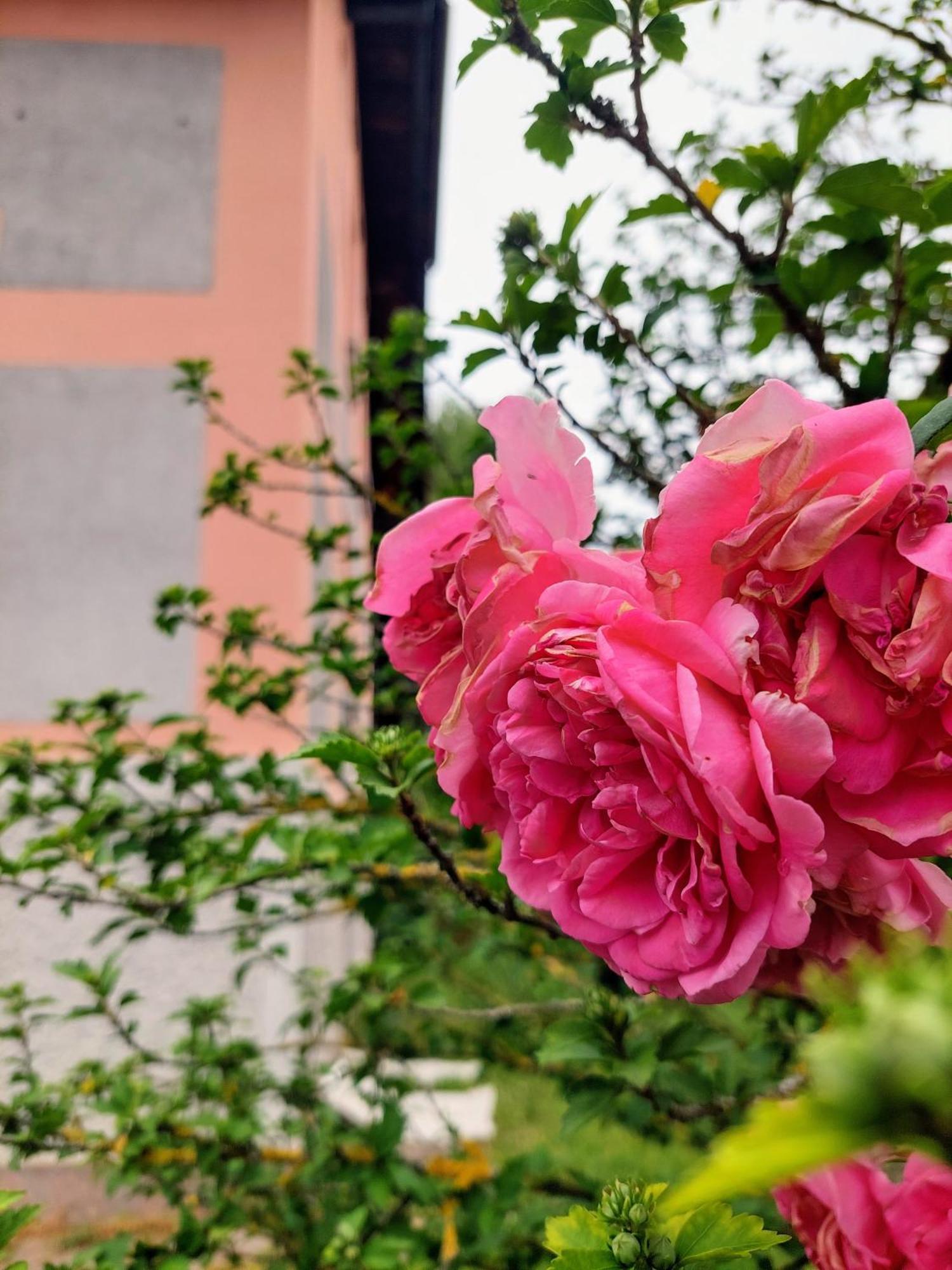 R24, Rose House Apartment Любляна Екстериор снимка