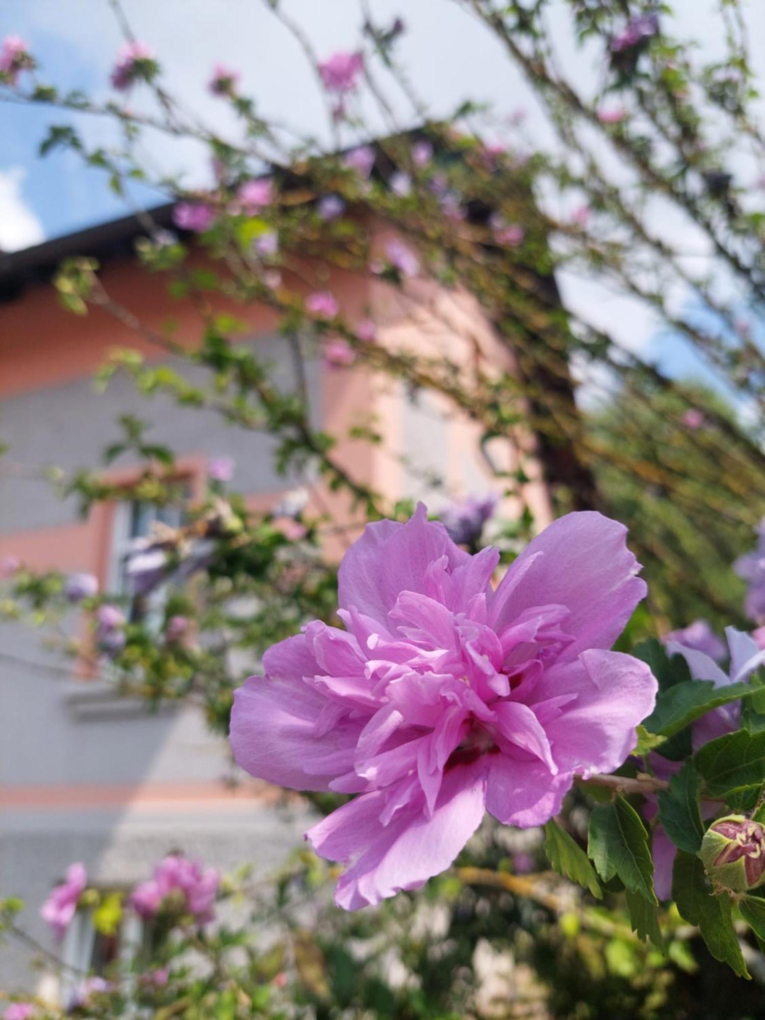 R24, Rose House Apartment Любляна Екстериор снимка